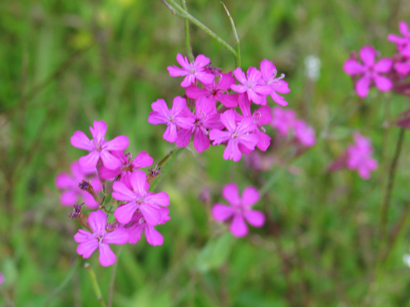 20040810-JC-house-Flower3