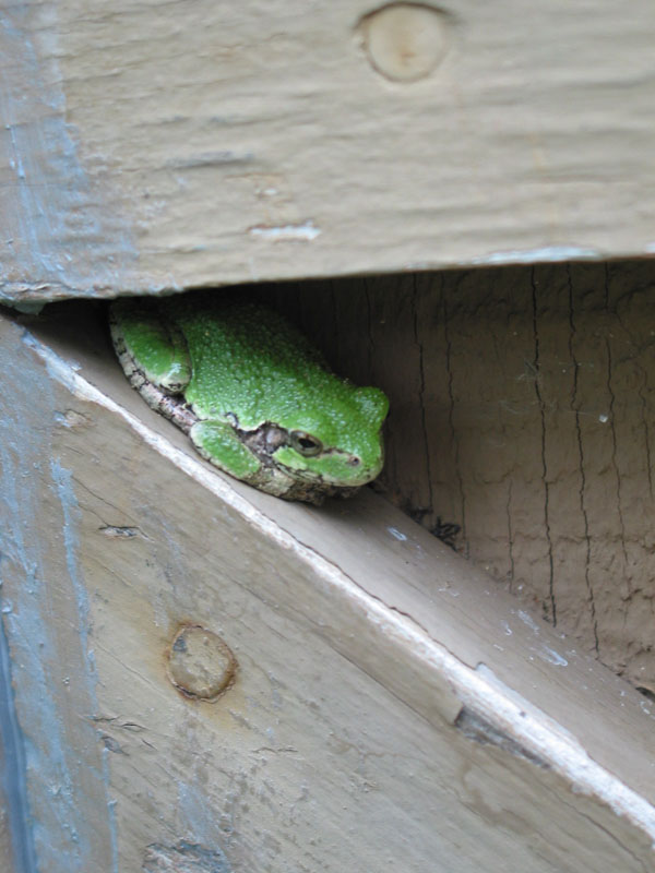 20040810-JC-house-Frog