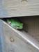 20040810-JC-house-Frog