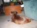 20040813-JC-house-Brindle1