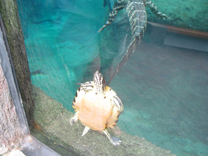 20040824-NCAquarium#A10027