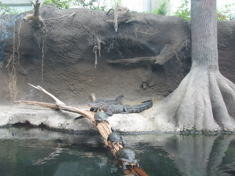 20040824-NCAquarium#A10029