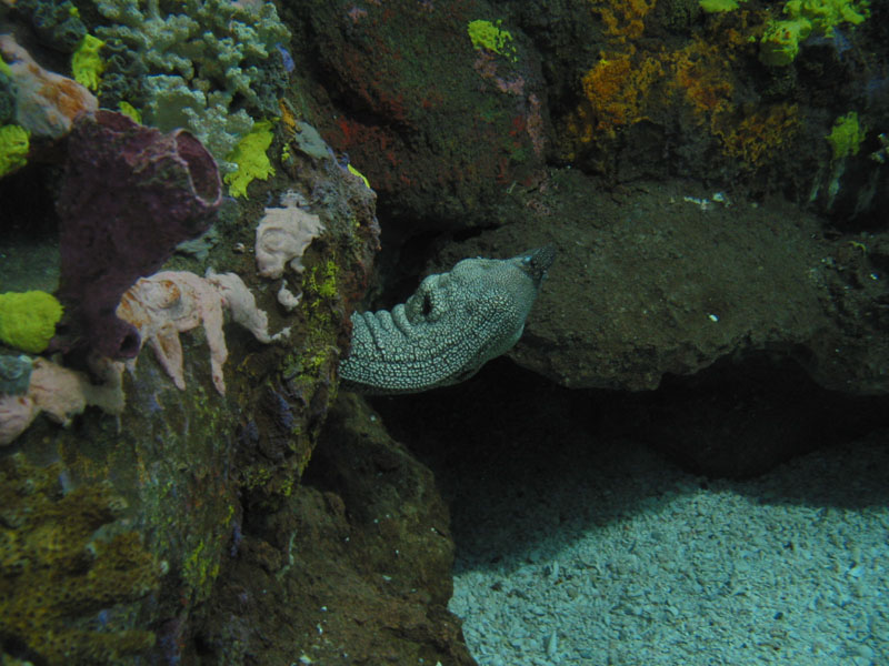 20040824-NCAquarium31-Eel