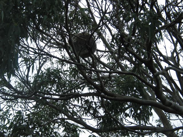 20100901-27-CapeOtway-Koala