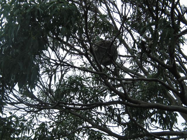 20100901-28-CapeOtway-Koala