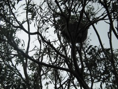 20100901-29-CapeOtway-Koala