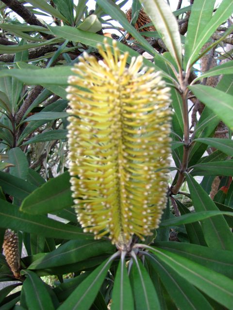 Banksia