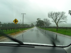 20100903-28-Road-Rain-Vines-Bleak