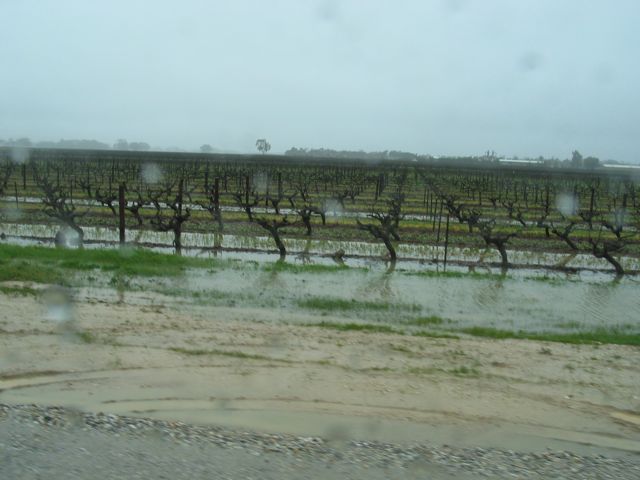 20100904-05-Vineyard-in-rain