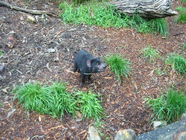 20100905-15-Cleland-TasmanianDevil