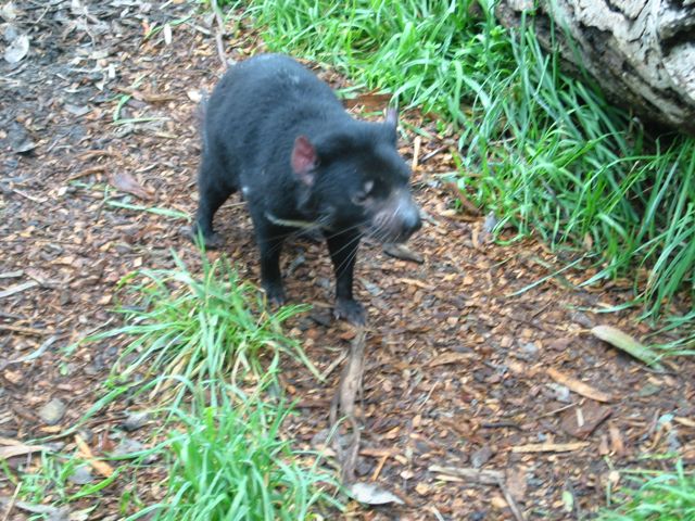 20100905-16-Cleland-TasmanianDevil