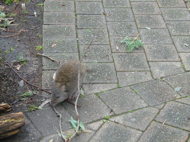 20100905-06-Cleland-Potoroo