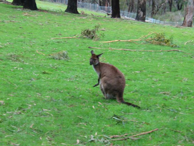 20100905-07-Cleland-Roo