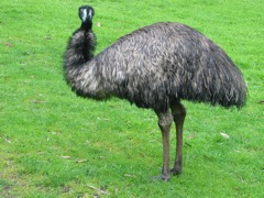 20100905-14-Cleland-Emu