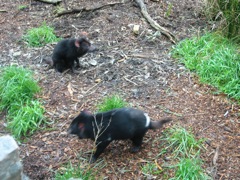 20100905-17-Cleland-TasmanianDevils