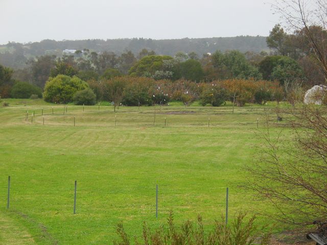 20100907-MtBarkerWA-BanksiaFarm3