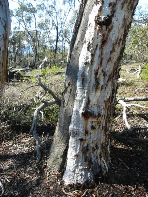 20100908-16-TreeAroundDeadTree