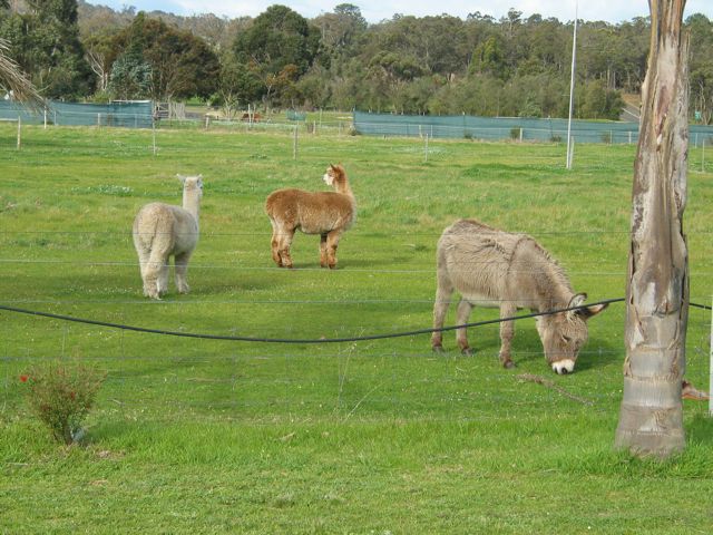 20100908-52-Alpacas