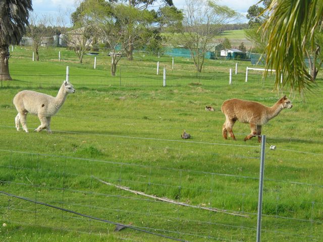 20100908-53-Alpacas