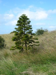 20100909-AlbanyWA-YoungNorfolkPine