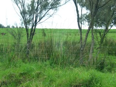 20100910-68-ShannonNP-RoosRunning-LeftEdge