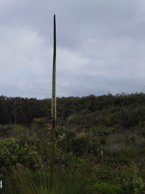 20100913-CapeLeeuwinWA-GrassPlantFlower2