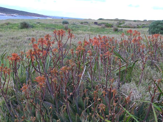 20100913-CapeLeeuwinWA-Flowers