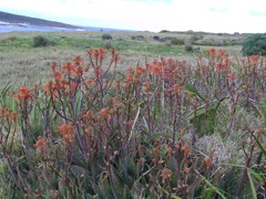 20100913-CapeLeeuwinWA-Flowers