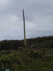 20100913-CapeLeeuwinWA-GrassPlantFlower1