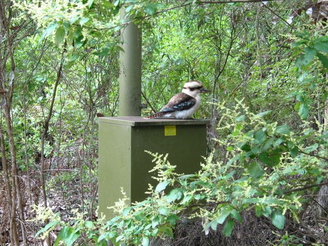 20100913-19-WildflowerWalk-Kookaburra