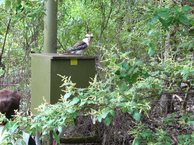 20100913-20-WildflowerWalk-Kookaburra