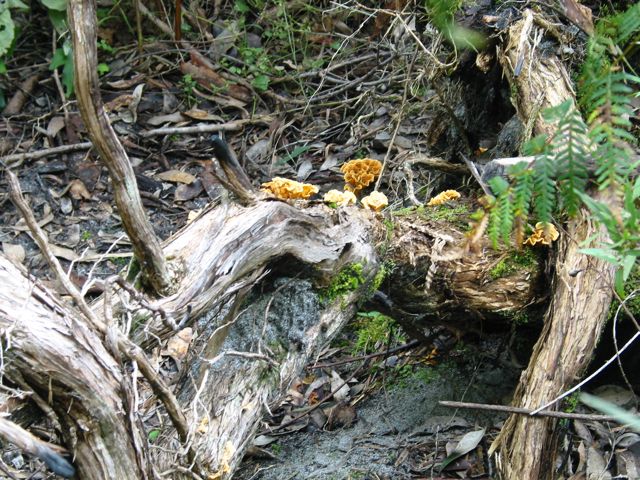 20100913-21-WildflowerWalk-Fungi