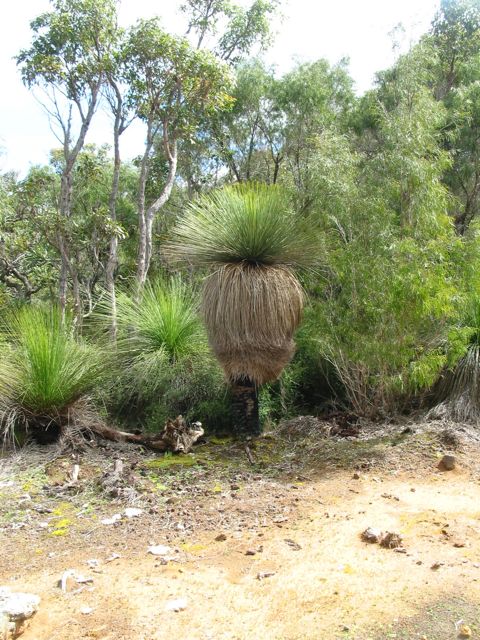 20100913-05-GrassPlant-MiddleAge