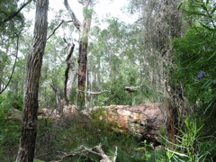 20100913-22-WildflowerWalk-BigTreeDown