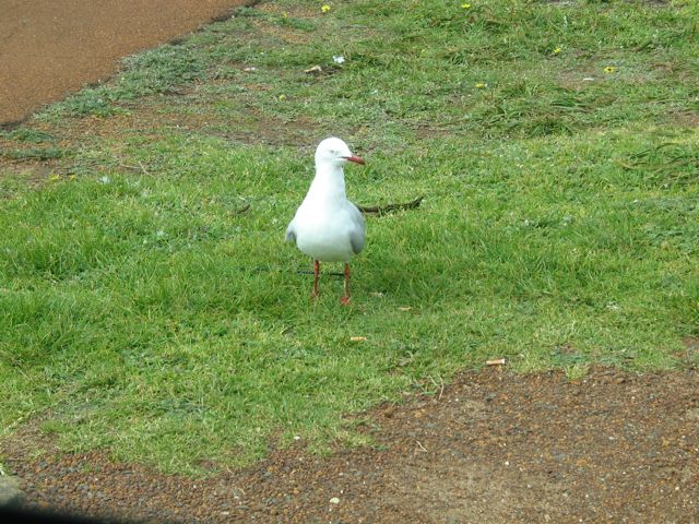 20100914-22-YallingupWA-Seagull