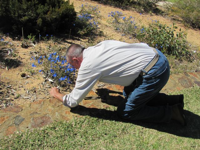 20100916-PerthWA-Idiot-Shooting-Flower