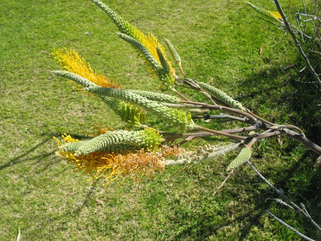 20100916-11-PerthWA-KingsPark-Flower