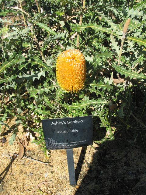 20100916-13-PerthWA-KingsPark-Banksia