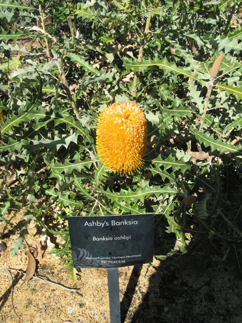 20100916-15-PerthWA-KingsPark-Banksia