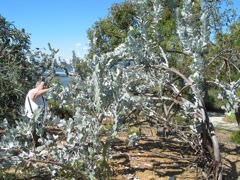 20100916-17-PerthWA-KingsPark-Dolores-Eucalypt