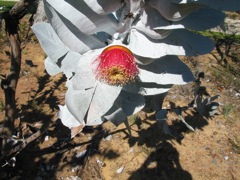 20100916-19-PerthWA-KingsPark-Eucalypt