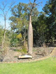 20100916-21-PerthWA-KingsPark-BottleTree