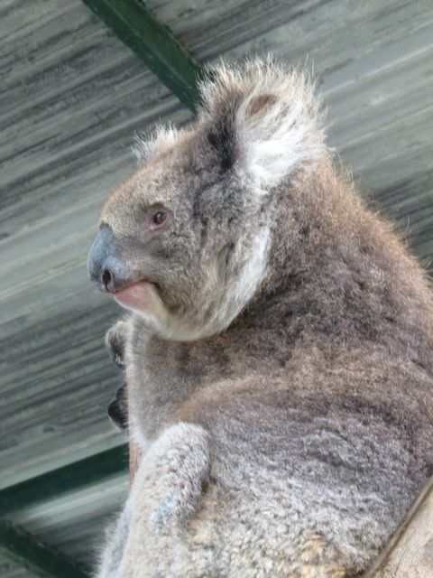 20100918-17-WarnbroWA-Koala-Awake