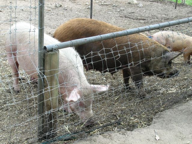 20100918-19-WarnbroWA-PIgs