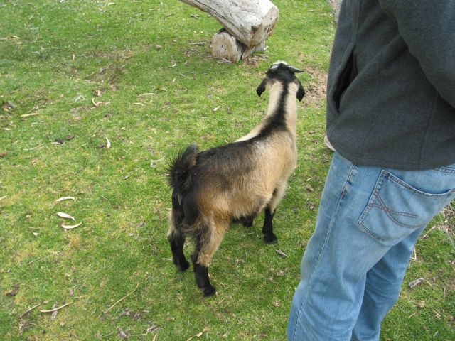 20100918-47-WarnbroWA-Goat