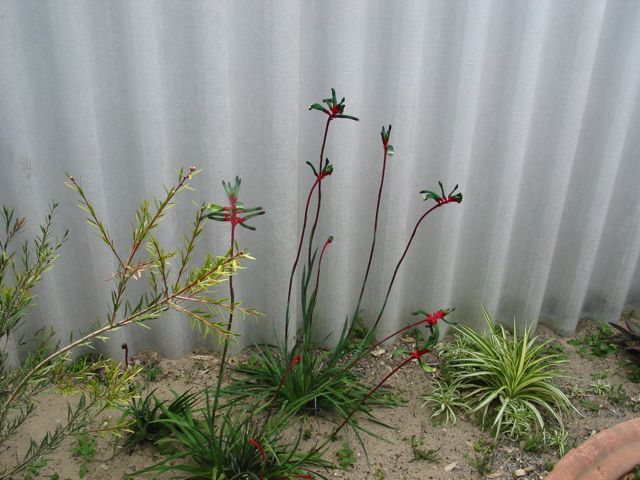 20100918--07-WarnbroWA-KangarooPaws