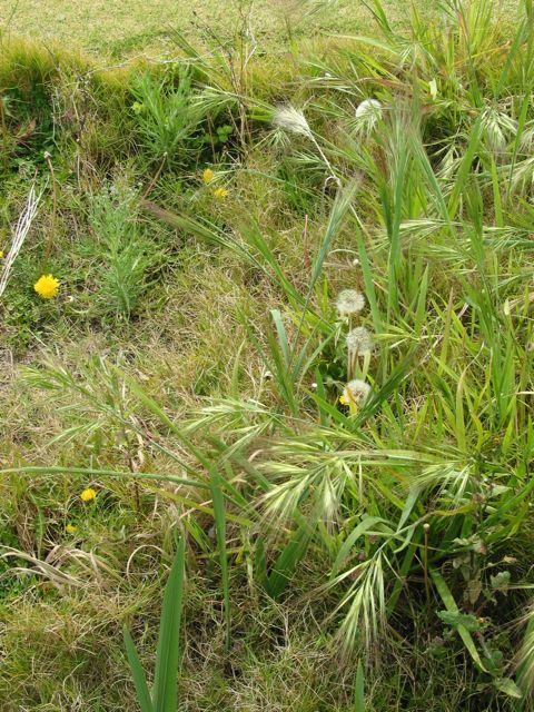 20100918-10-WarnbroWA-Dandelions