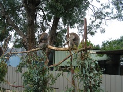 20100918-13-WarnbroWA-Koalas