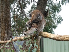 20100918-15-WarnbroWA-KoalaWithBaby