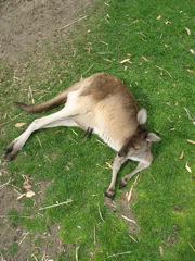 20100918-25-WarnbroWA-roo-with-joey